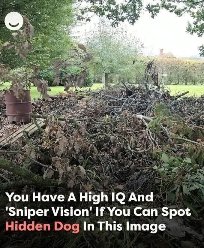 Can you spot the hidden dog? Only those with high IQ can.