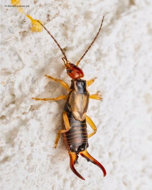 Help! My 8-year-old was bitten by this strange bug, and I’m really worried. My sister-in-law nearby has seen similar ones. Any idea what it is?