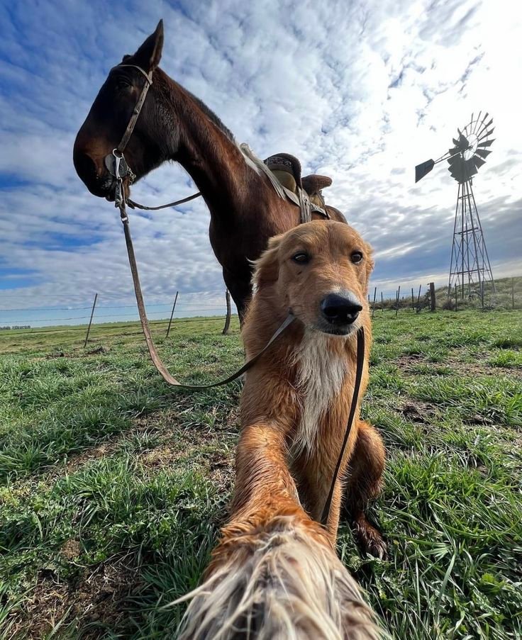 MY FARM DOG CAME BACK WITH A HORSE—AND A MYSTERY I DIDN’T EXPECT
