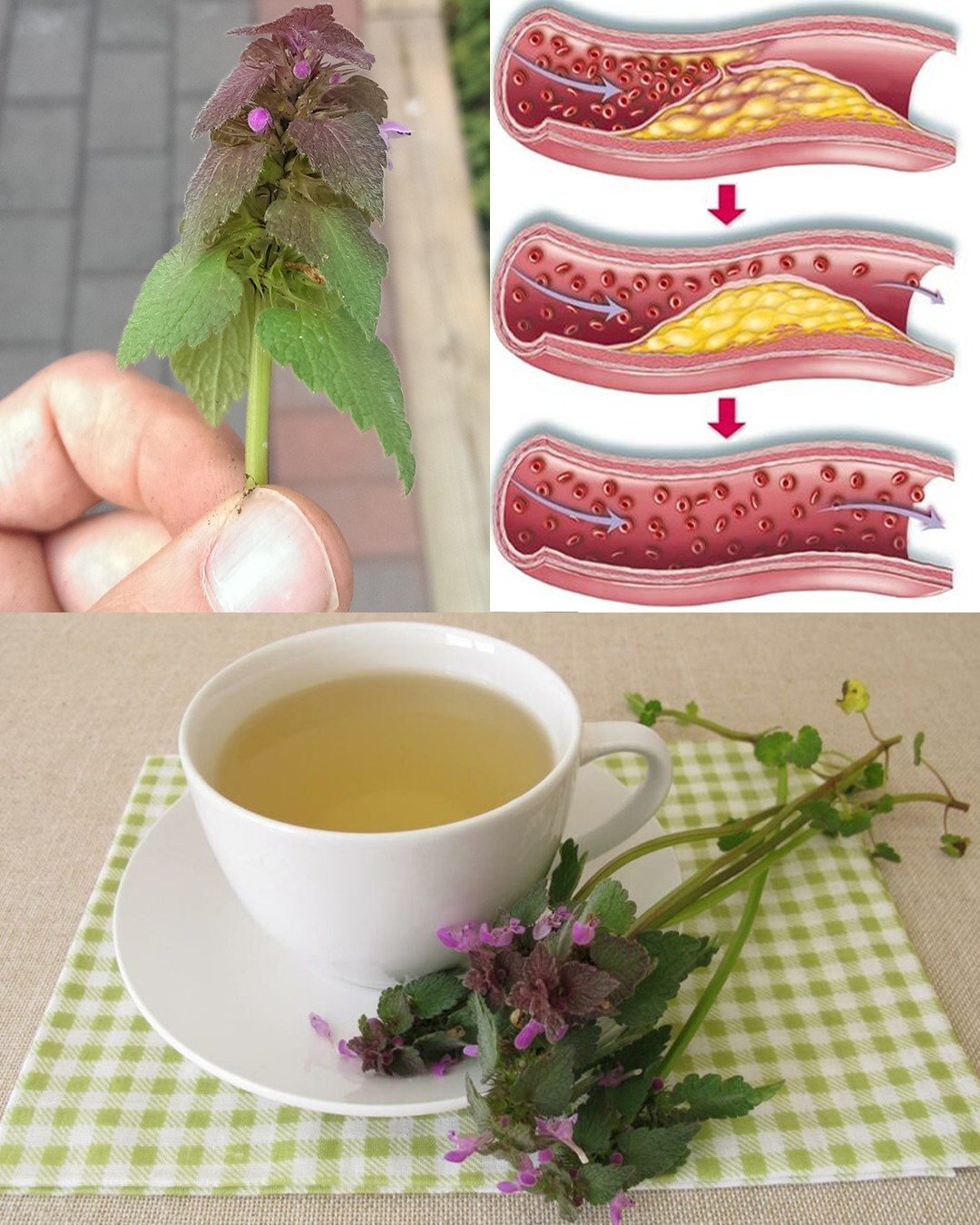 Purple Deadnettle (Lamium purpureum): A Hidden Gem of Medicinal and Practical Uses