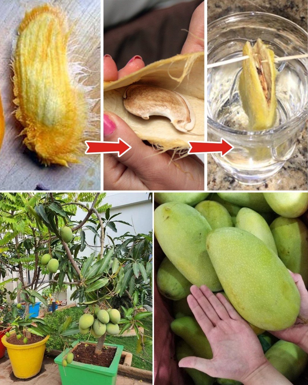How to Grow a Mango Tree from Seed at Home – No Garden Needed!