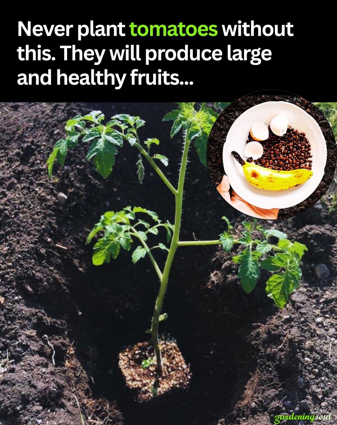 Put These 8 Things in Your TOMATO Planting Hole For The Best Tomatoes Ever