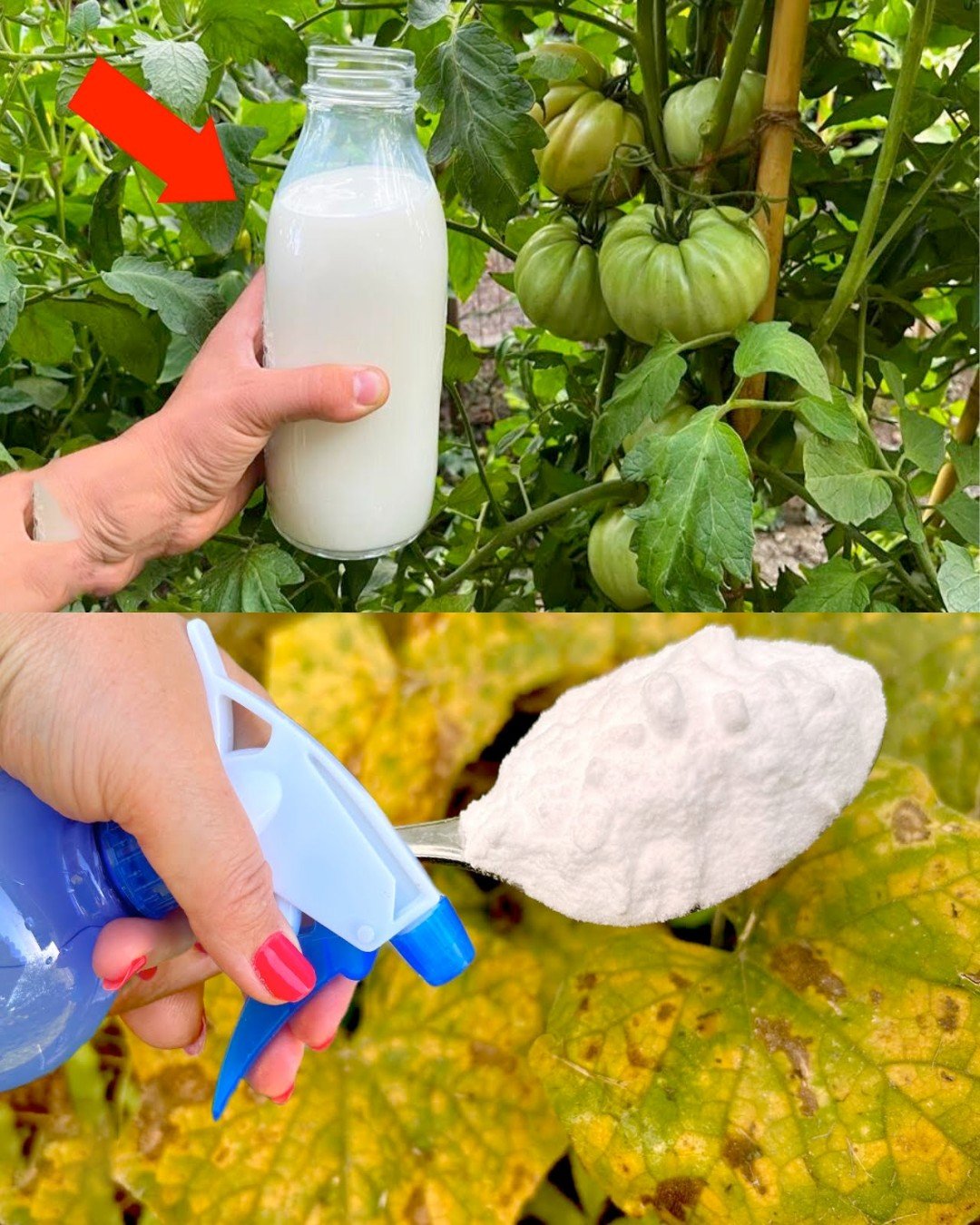 Baking Soda: The Gardener’s Secret Weapon – 10 Genius Uses for Your Plants