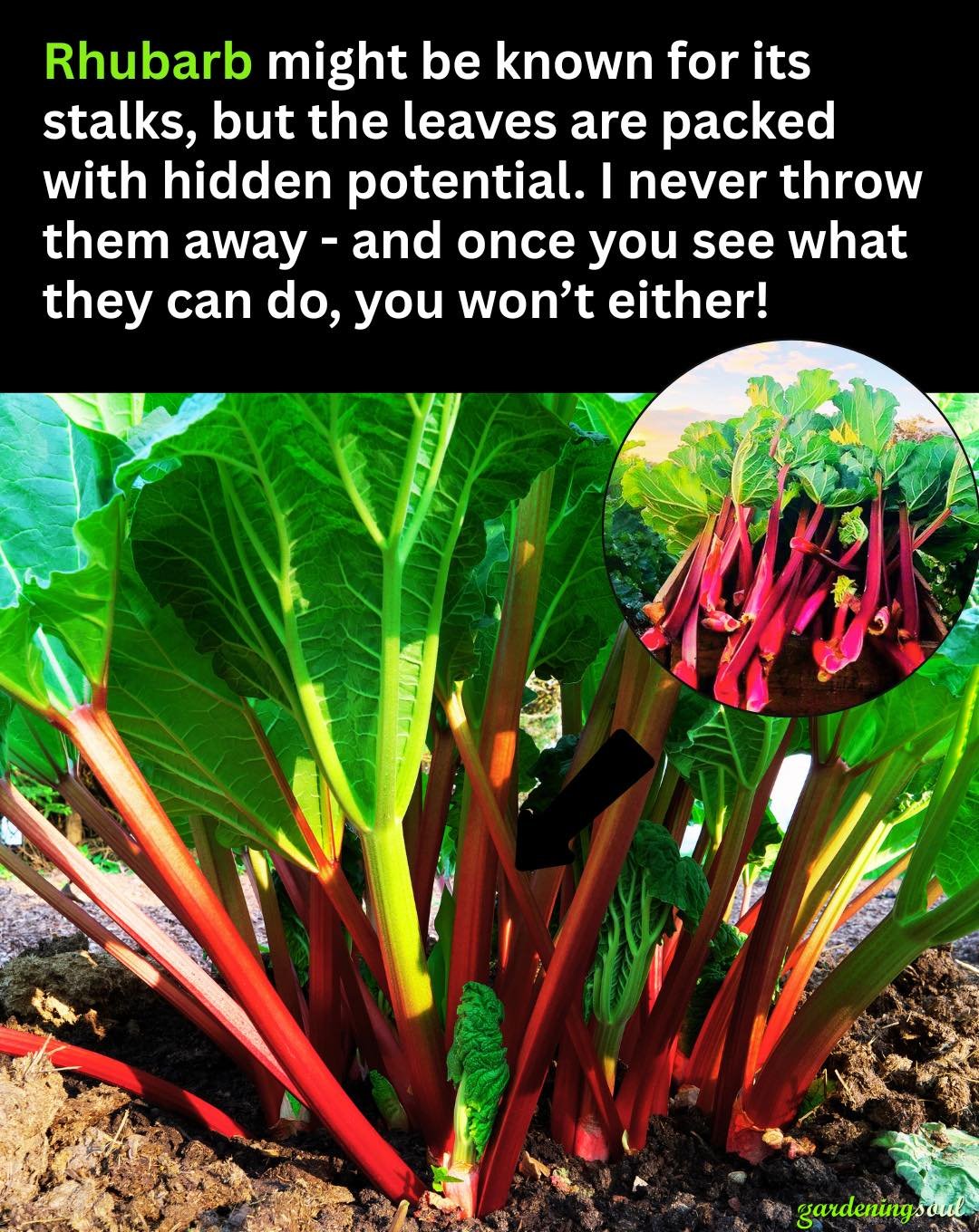 From Stalks to Leaves – So Many Ways to Use the Entire Rhubarb Plant!