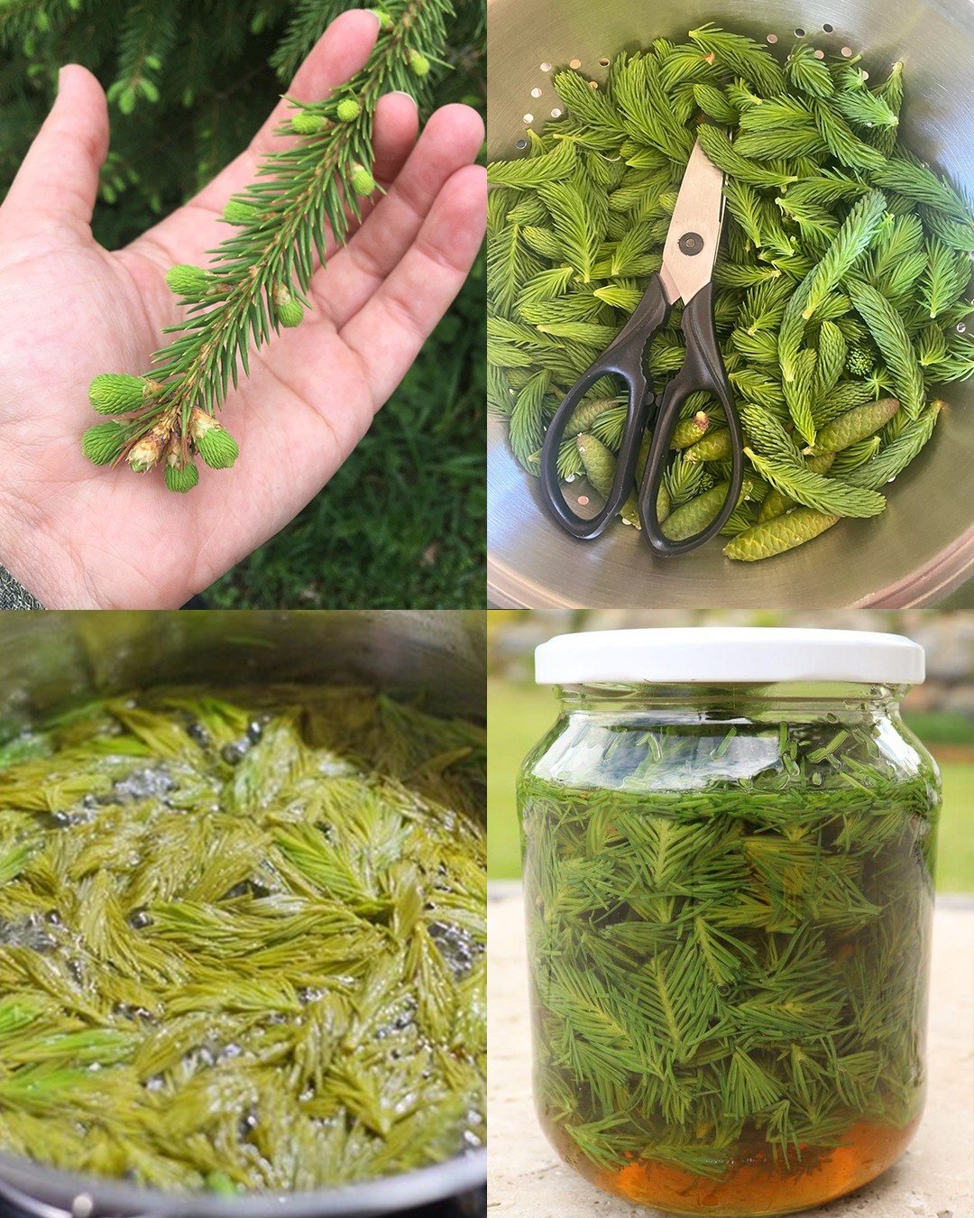 Spruce Tips Honey: Nature’s Secret Elixir and How to Make It