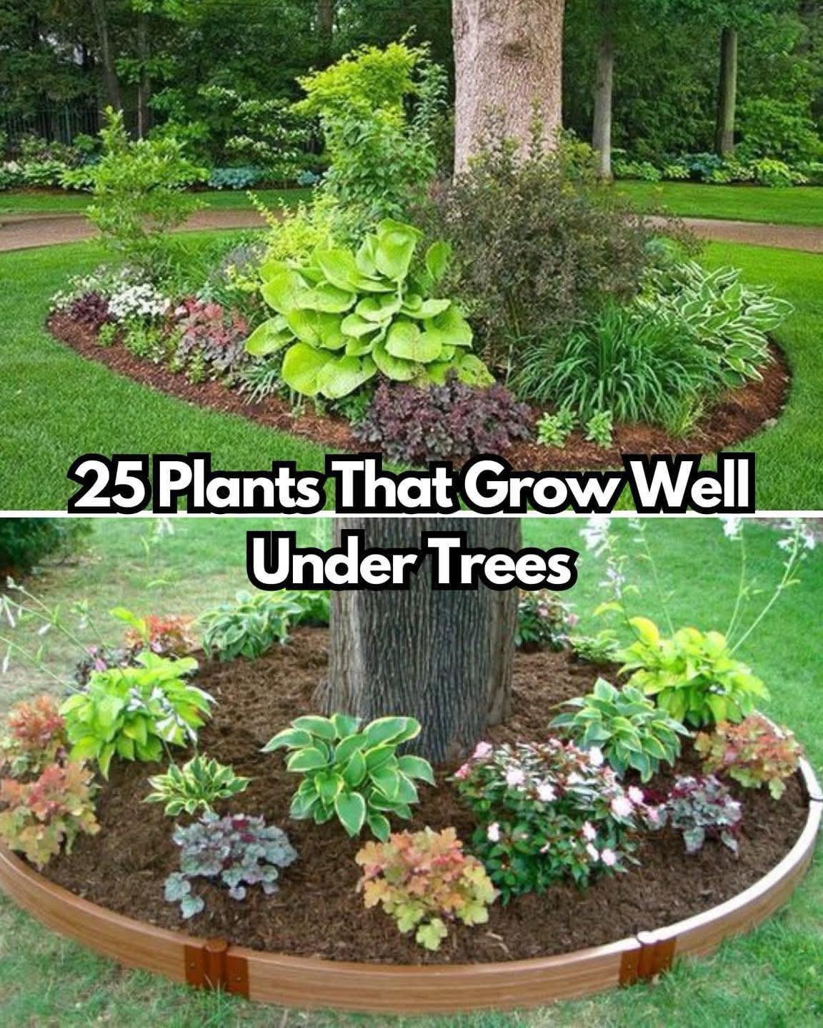 25 Beautiful Plants That Grow Well Under Trees
