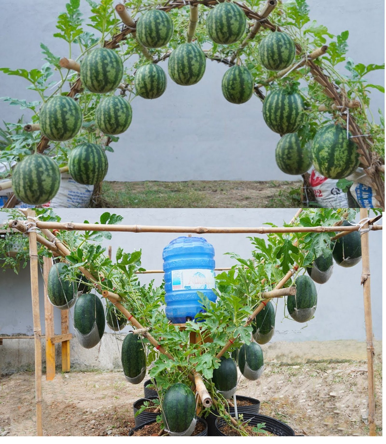 How to Grow Large and Delicious Watermelons on Your Balcony or Patio
