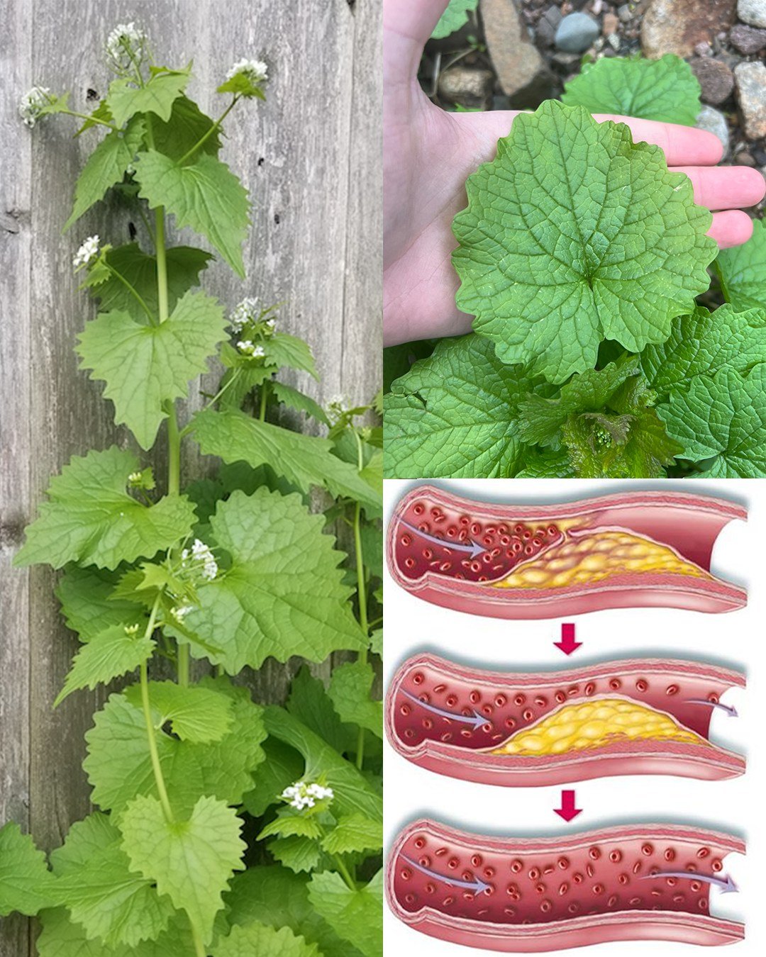 Garlic Mustard (Alliaria petiolata): 20 Surprising Benefits and Homemade Uses