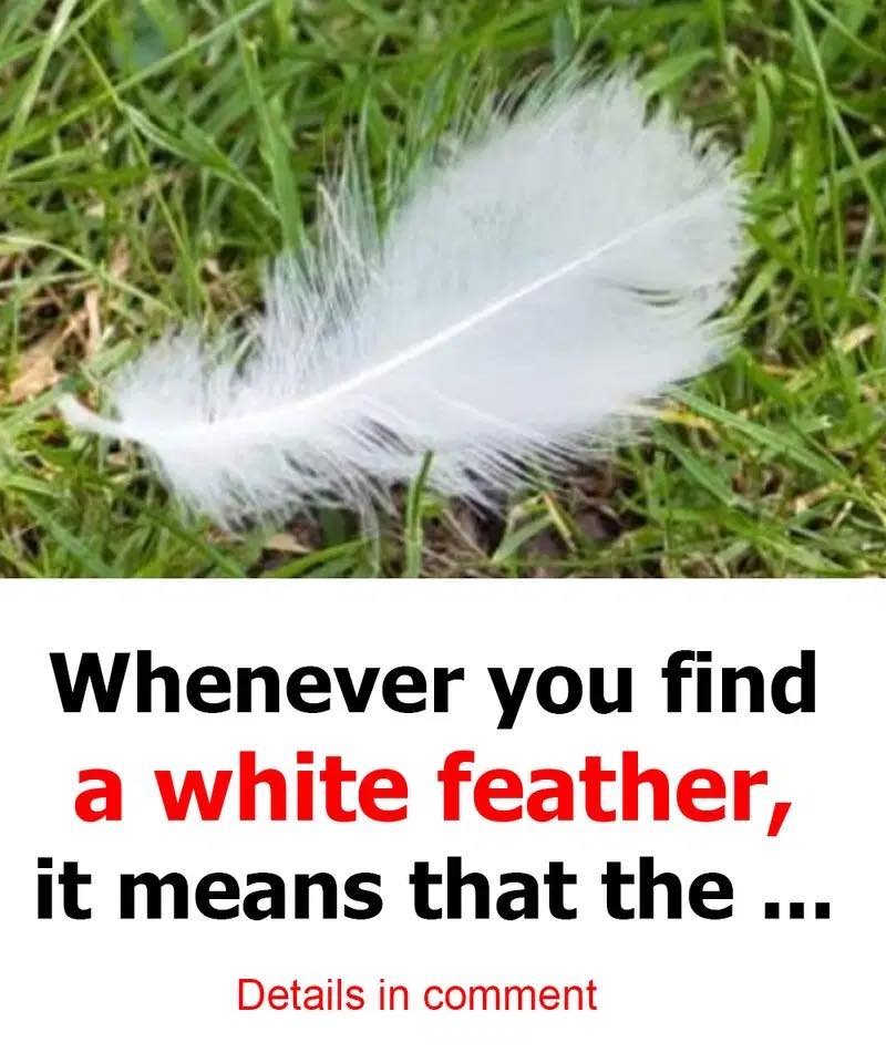 Beware! The Hidden Message Behind Finding a White Feather: Spiritual and Revealing Meaning