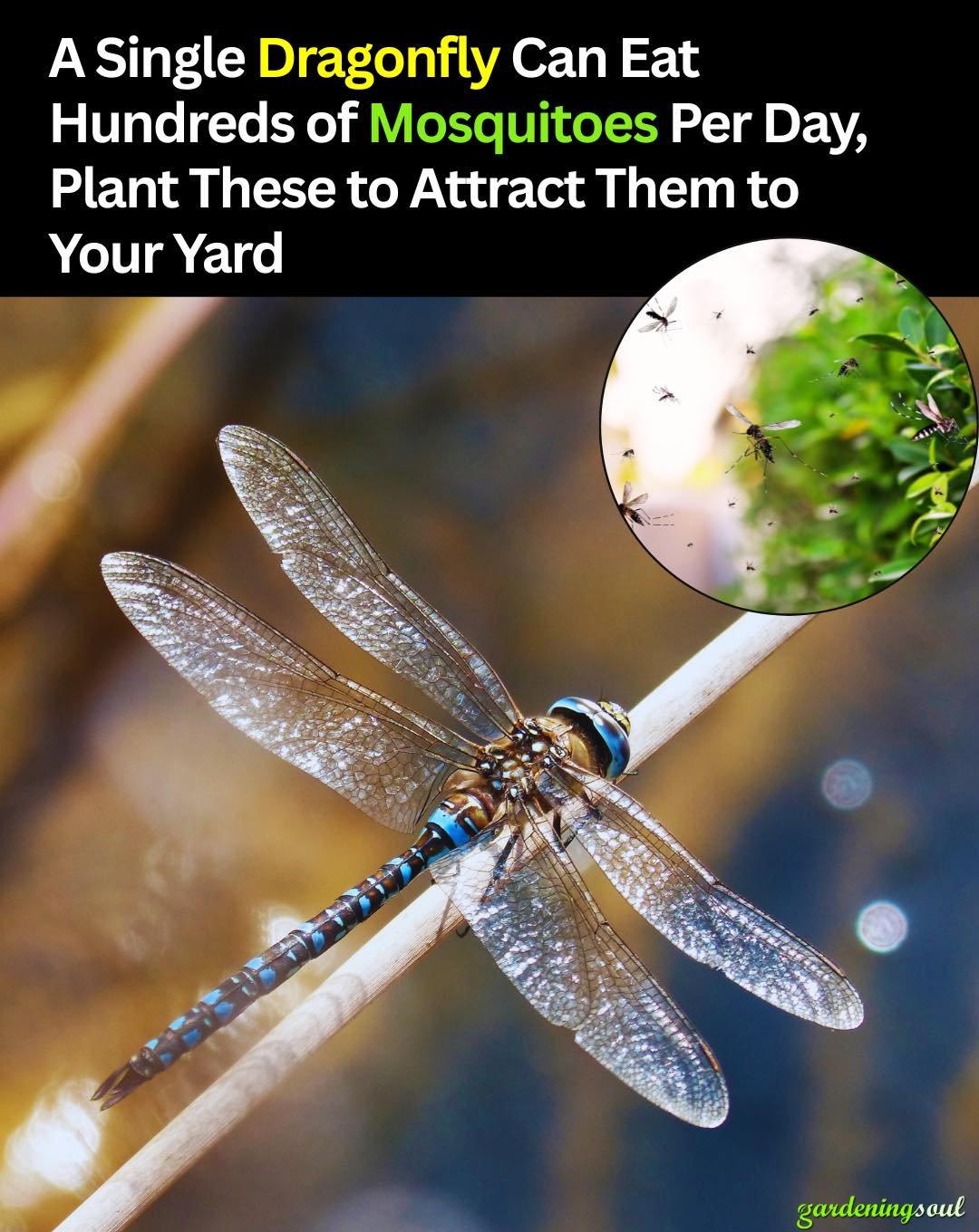 A Single Dragonfly Can Eat Hundreds of Mosquitoes Per Day, Plant These to Attract Them to Your Yard