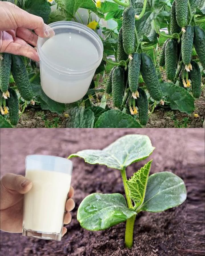 10 Genius Ways to Use Baking Soda in the Garden – You’ll Wish You Knew Sooner!