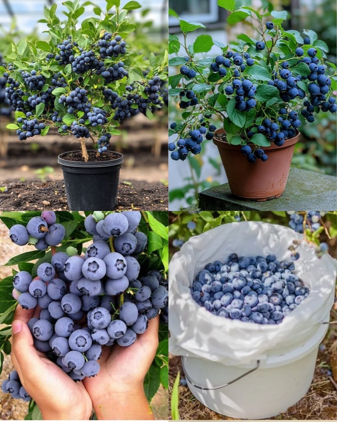 Container Gardening Magic: How to Grow Delicious Blueberries at Home