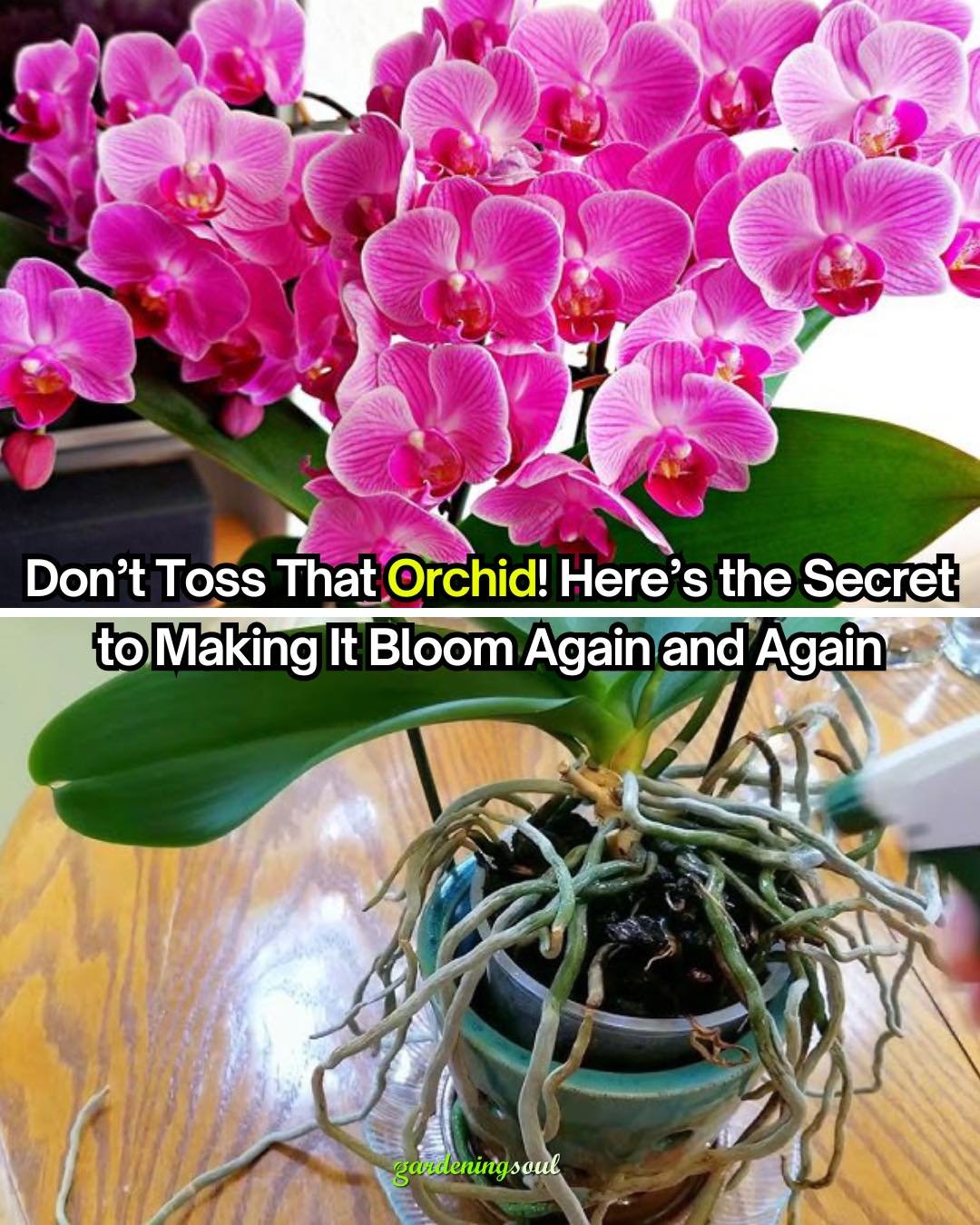 Don’t Toss That Orchid! Here’s the Secret to Making It Bloom Again and Again