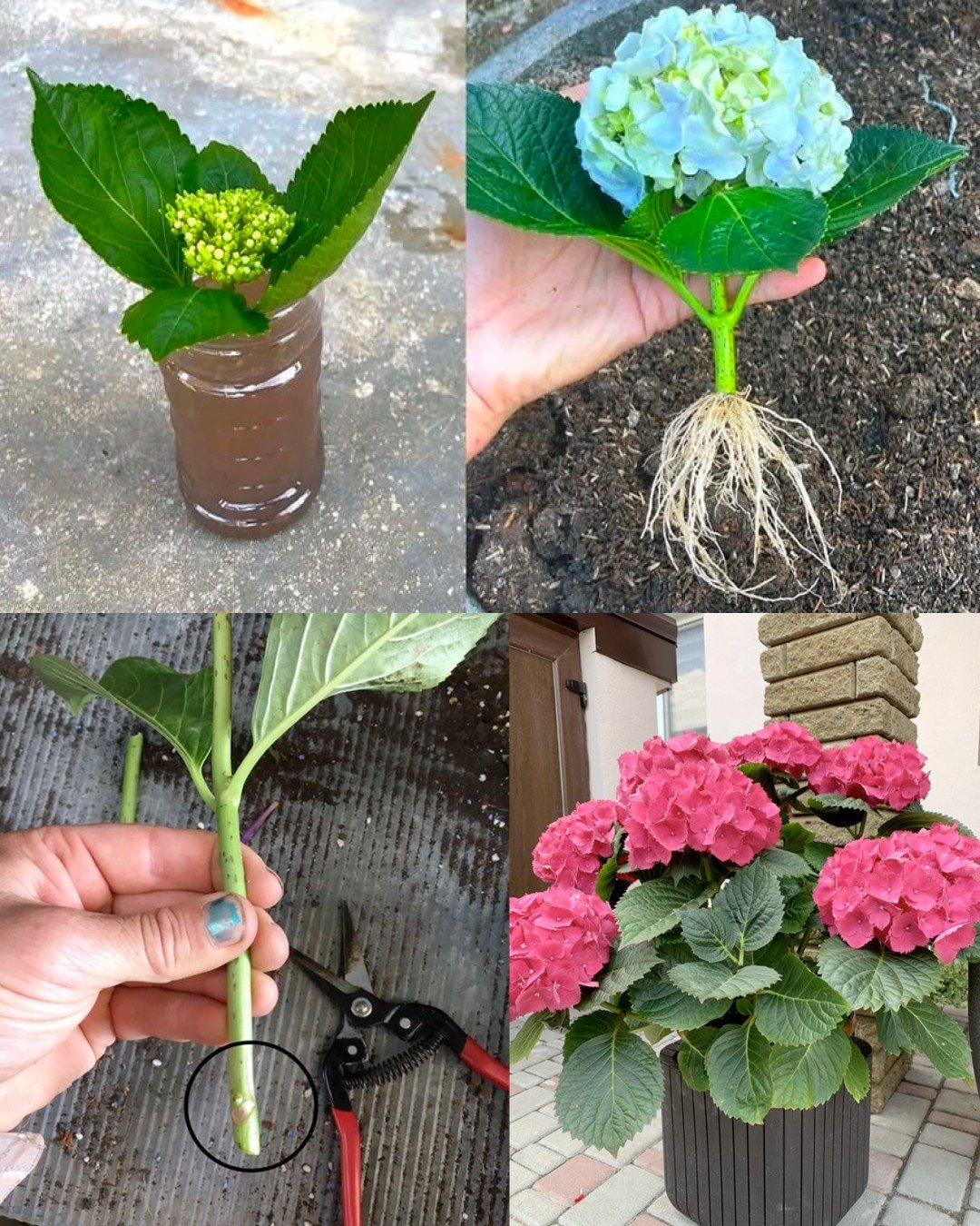 Grow Beautiful Hydrangeas from Cuttings – No Special Tools Needed!
