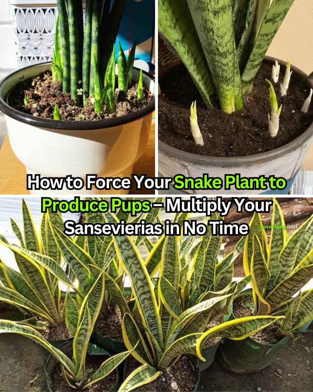 How To Force a Snake Plant to Produce Pups for Unlimited Sansevierias