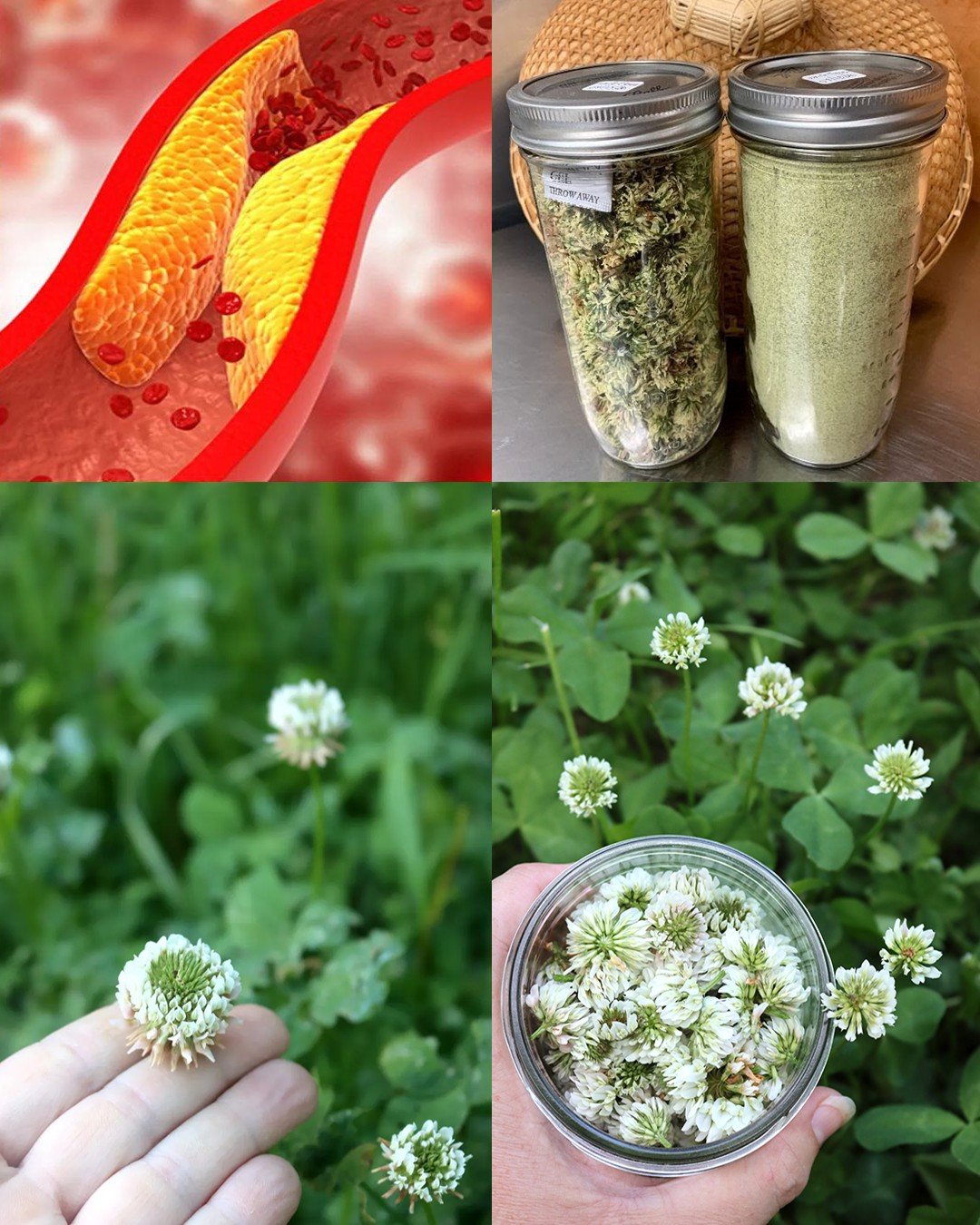 White Clover (Trifolium repens): 15 Benefits and Homemade Uses