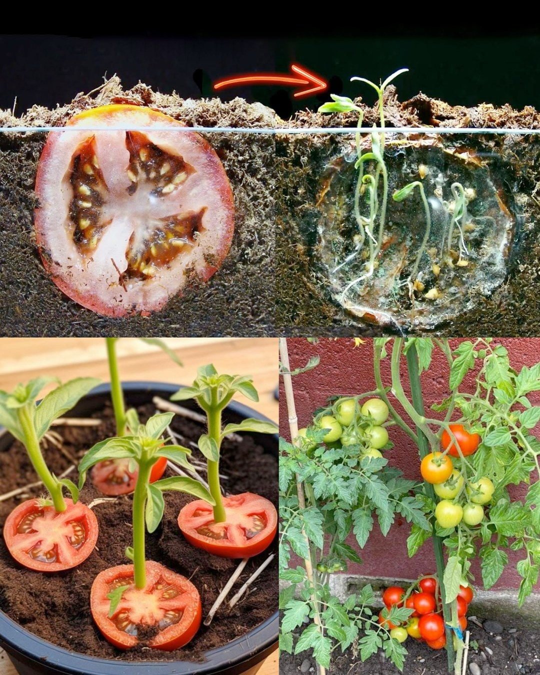Turn One Tomato Slice into a Thriving Plant – The Easiest Garden Hack Ever