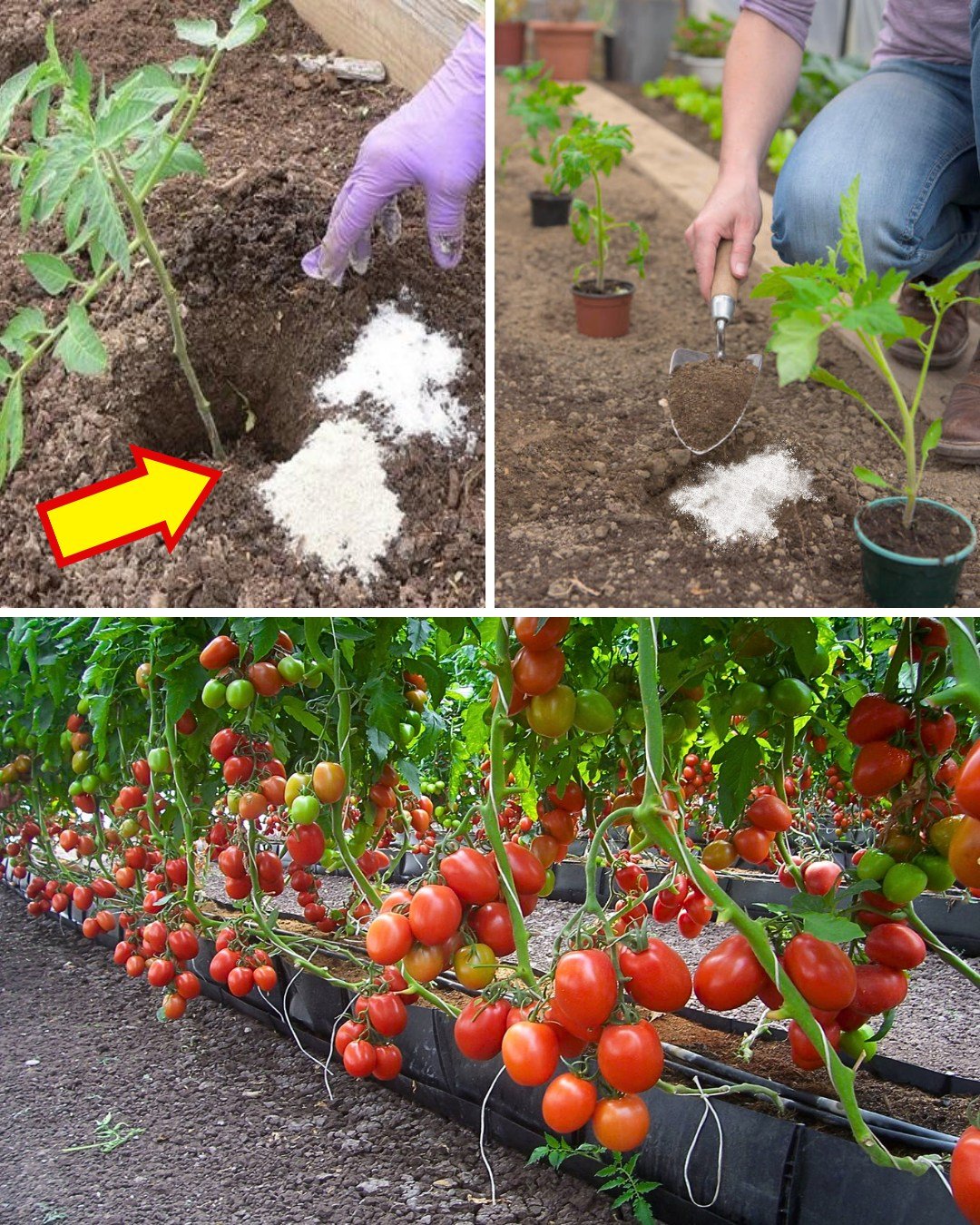 The Secret to Perfect Tomatoes? Bury These 8 Items When You Plant