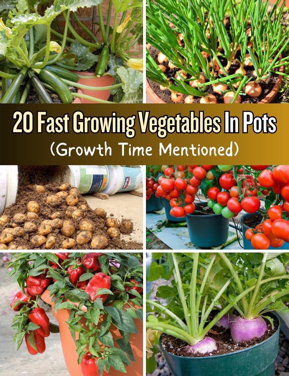 20 Fast Growing Vegetables In Pots (Growth Time Mentioned)