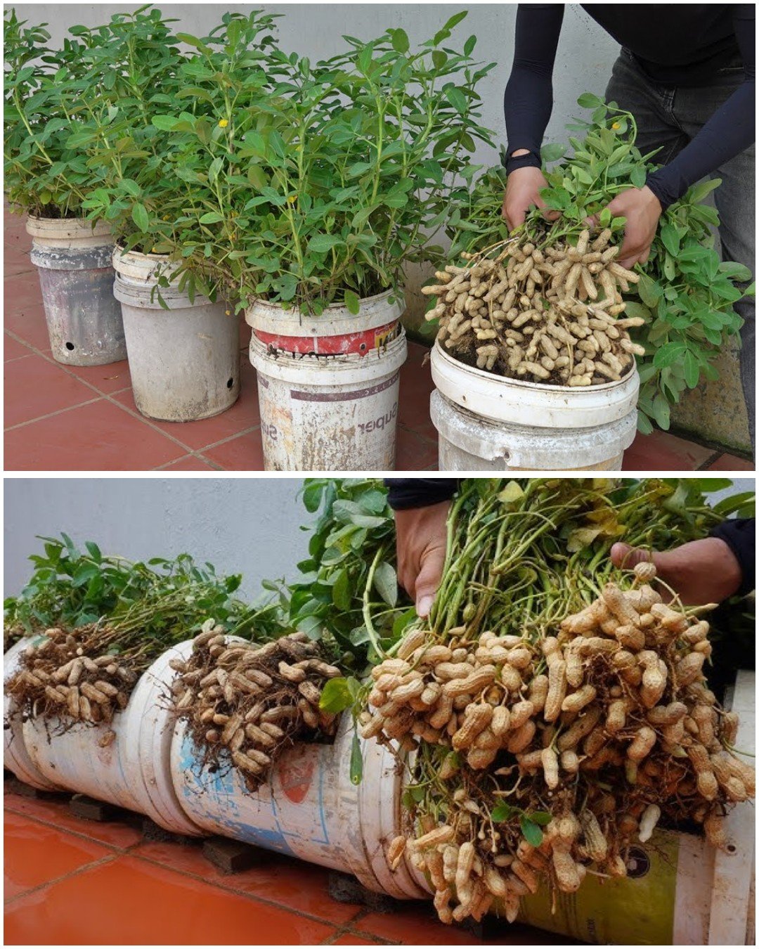 The Ultimate Peanut Growing Hack: Turn Store-Bought Nuts into a Home Harvest