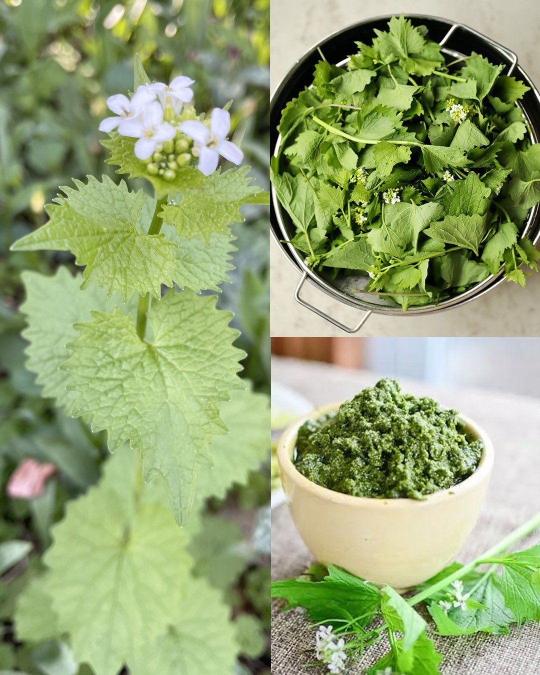 Garlic Mustard (Alliaria petiolata): 20 Surprising Benefits and Homemade Uses