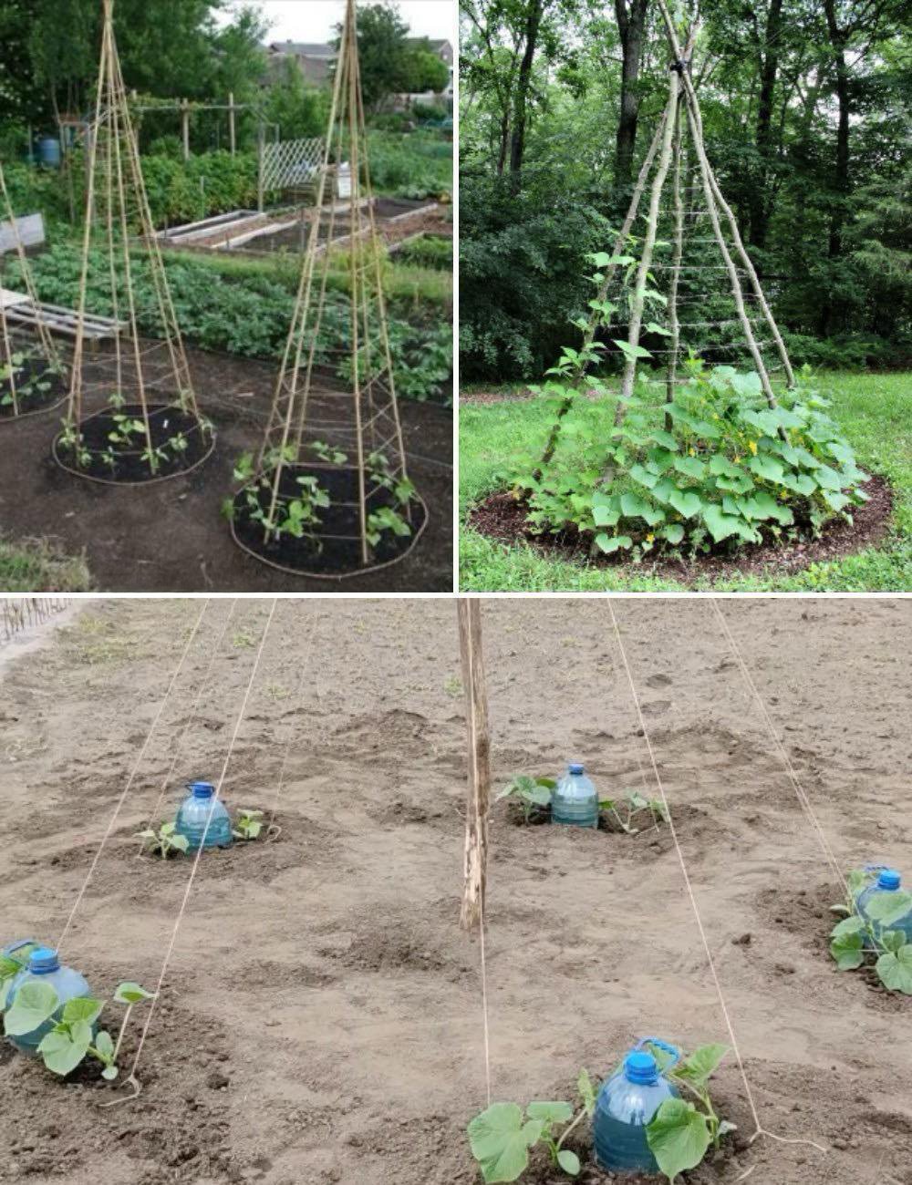 The Secret to Better Cucumbers: Why Growing in a Herringbone Pattern Works