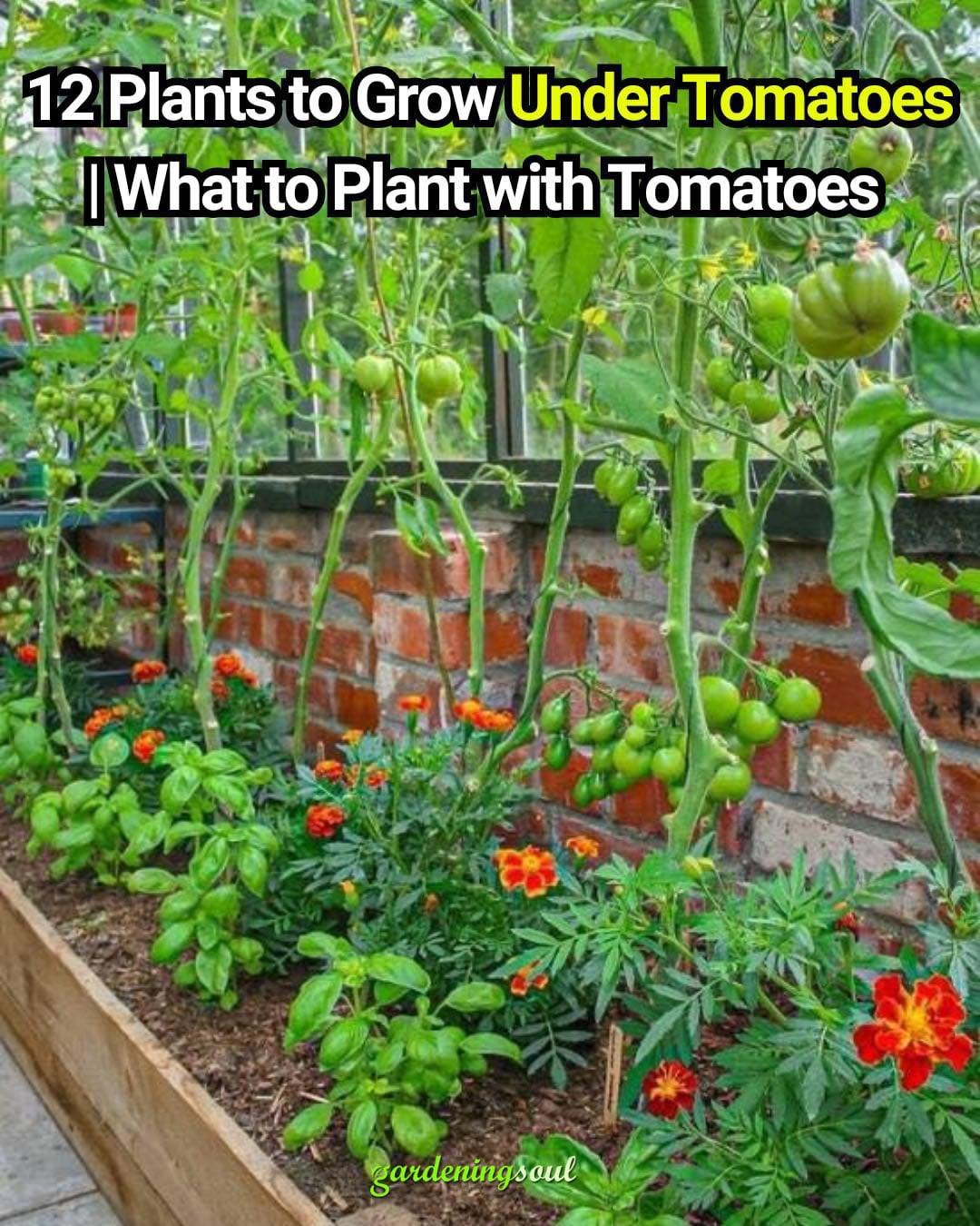 12 Best Plants for Companion Planting With Tomatoes