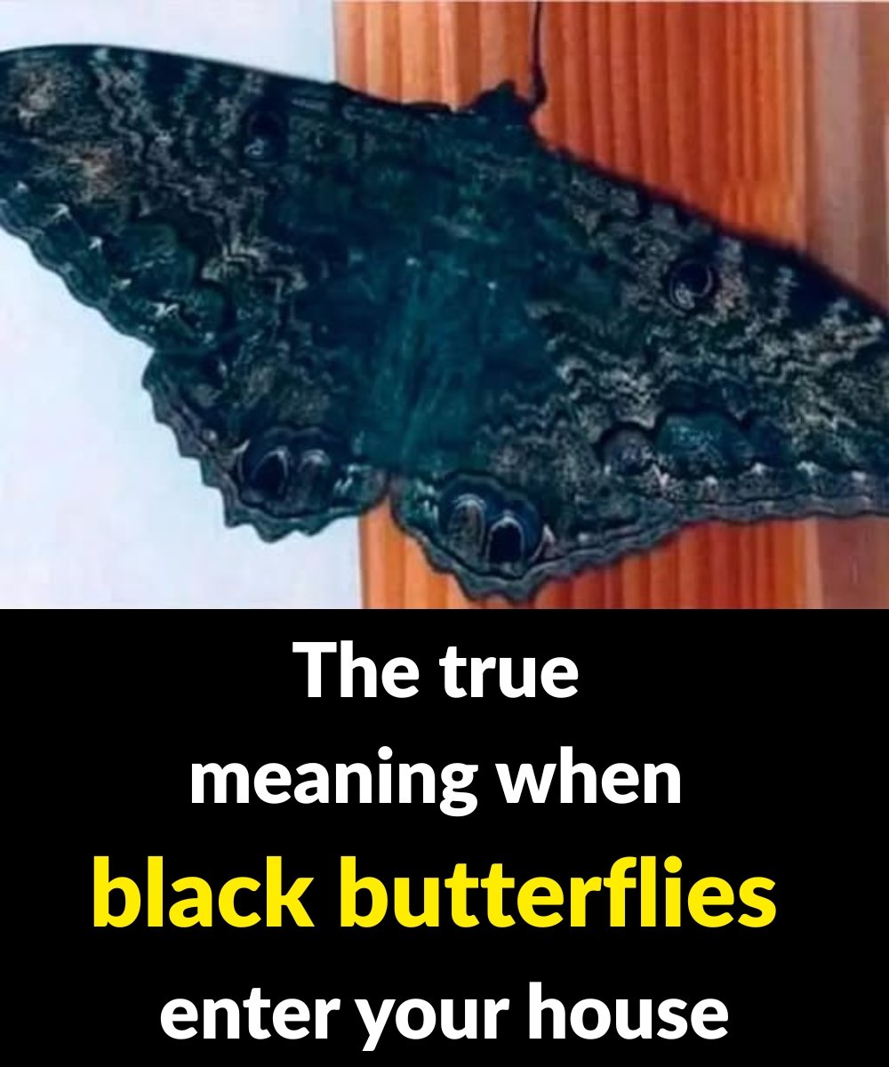 True meaning when black butterflies visit you