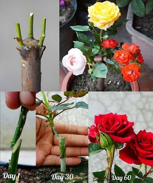“How to Use Cinnamon to Root and Bloom Roses All Year – No Chemicals Needed!
