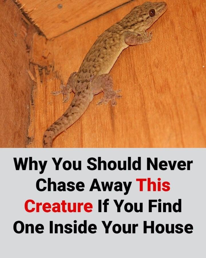 Why You Should Never Chase Away This Creature If You Find One Inside Your House