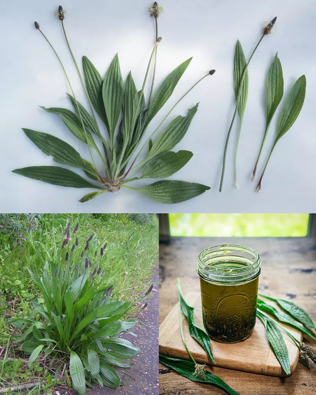 The Incredible Benefits of Plantago lanceolata and How to Use It