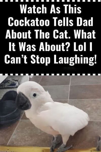 (VIDEO) Cockatoo Snitches on the Cat—What Happens Next Will Have You Crying with Laughter!