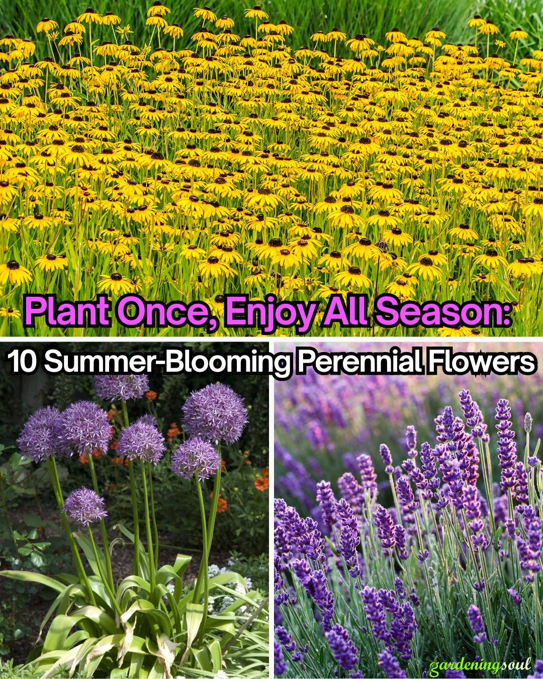 10 Vibrant Perennial Flowers That Bloom All Summer