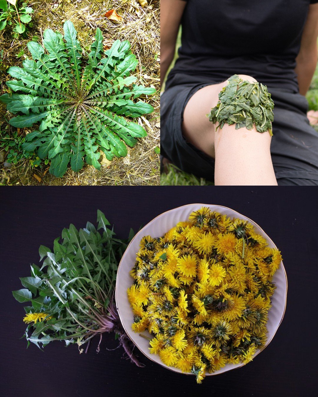The Mighty Dandelion: Nature’s Hidden Treasure