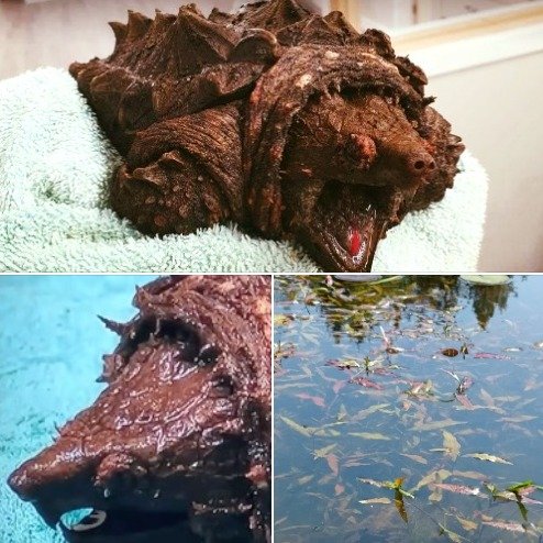 A woman walking her dog finds dinosaur-like creature in a lake – is shocked when she learns what it really is