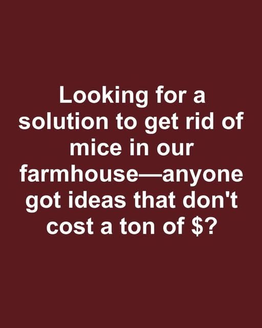 Using Natural Repellents to Deter Rodents