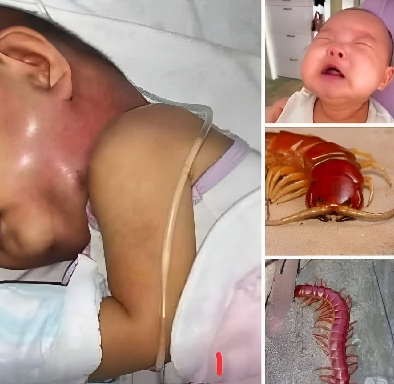 Never EVER kill a house centipede again. I had no idea….Read more