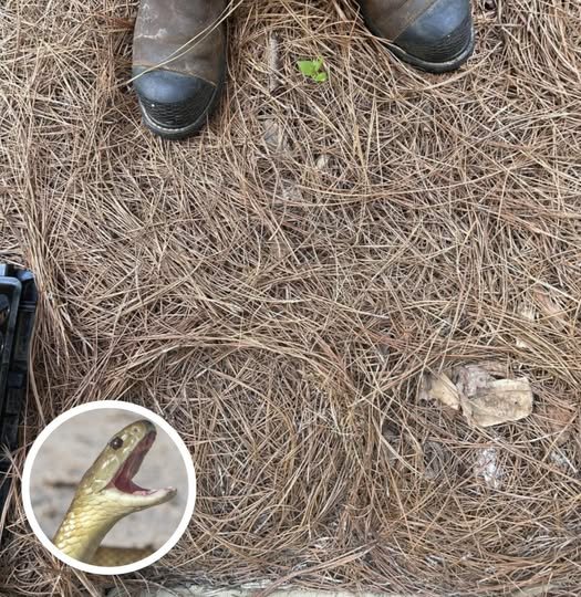 Only People With Sniper Vision Can Spot The Hidden Snake In This Photo