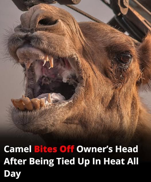 Neglected camel kills owner after hours tied in scorching heat