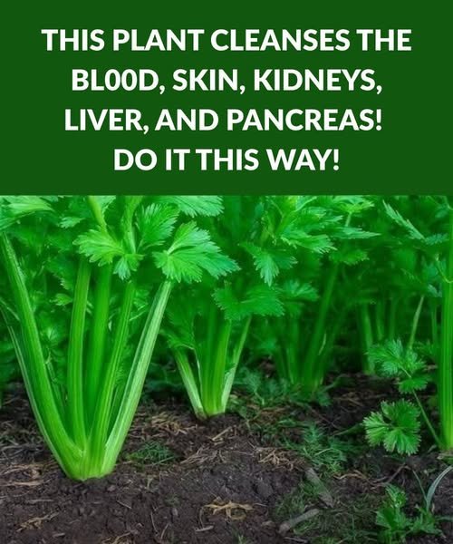 This plant for the brain and digestion