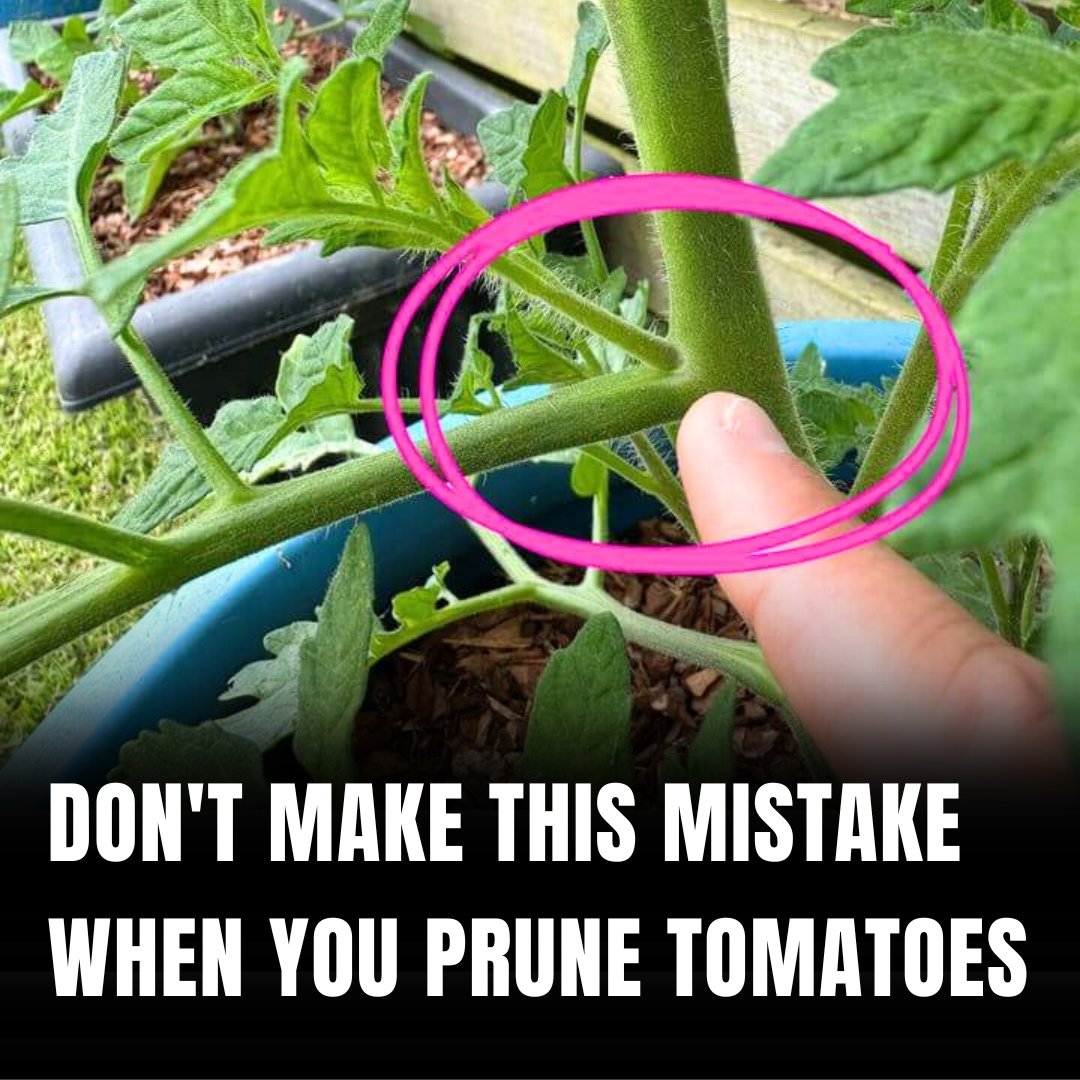 How to Prune Tomatoes for Maximum Yield and Plant Health