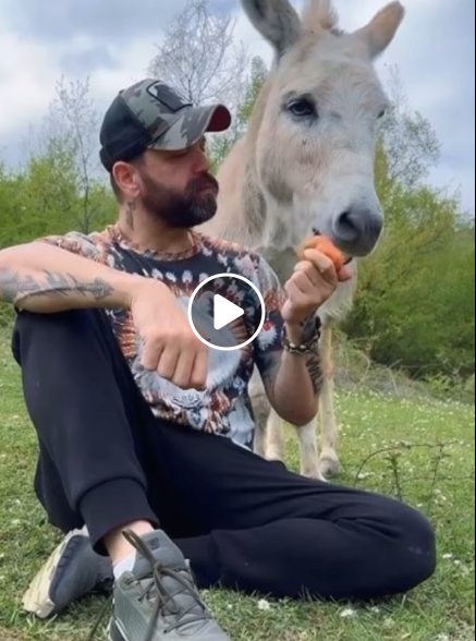 I MOVED TO THE MOUNTAINS TO BE ALONE—AND FOUND A DONKEY THAT WOULDN’T LEAVE ME ALONE