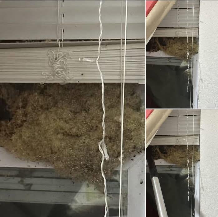 Away for Two Weeks, Returned to a Nightmare