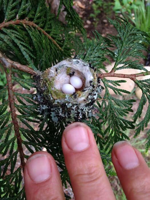 Those Tiny Eggs and Nests in Your Garden Are Covered by Law.