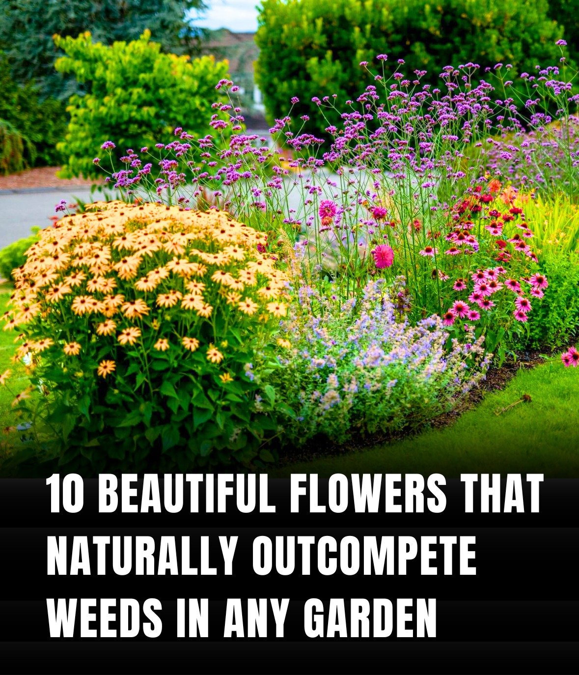 Perennial Flowers That Naturally Crowd Out Weeds