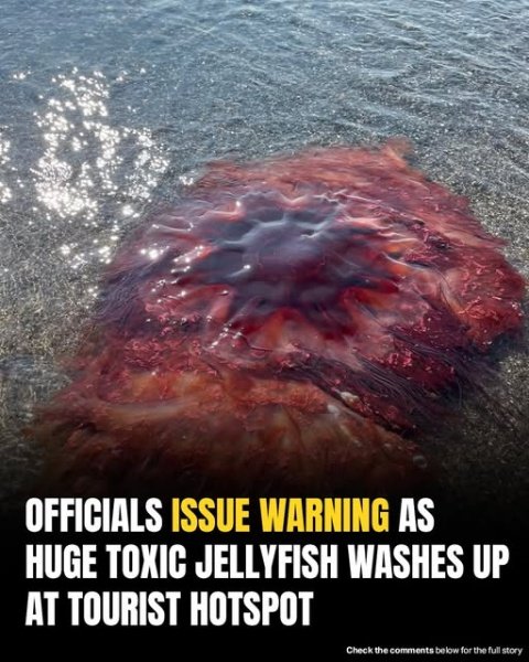 Officials Warn Tourists As Giant Toxic Jellyfish Washes Ashore At Popular Beach