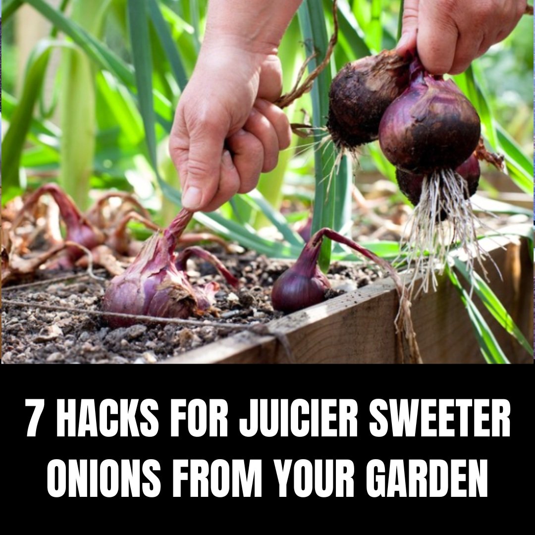 My Secrets for Sweet and Tasty Onions Every Time