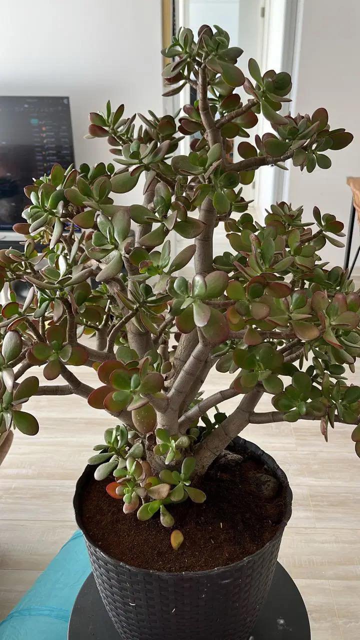 Many people keep a “money tree” in their homes, but few know the real facts about this plant.