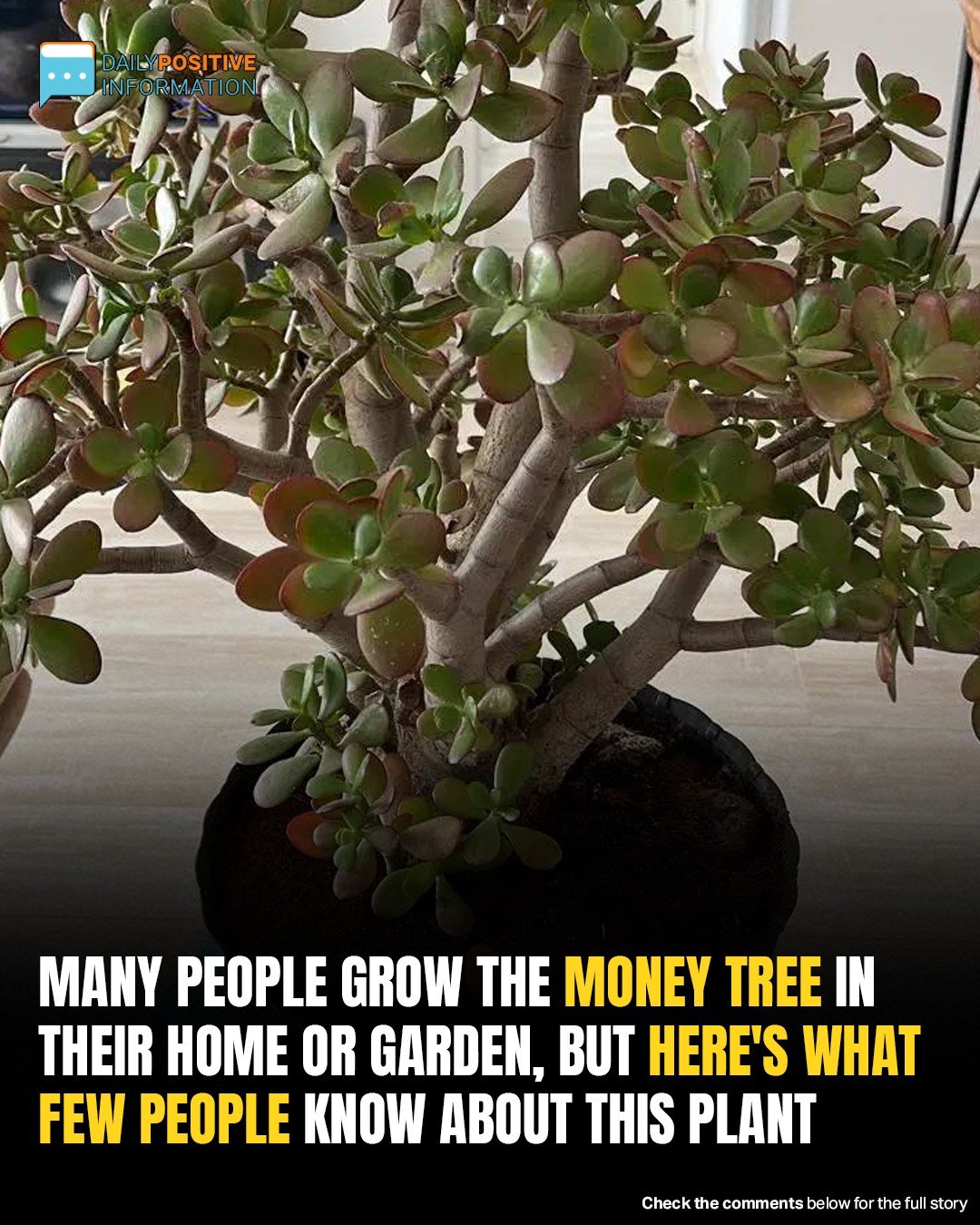 You Might Have A “Money Tree” At Home—But Did You Know This Hidden Fact?