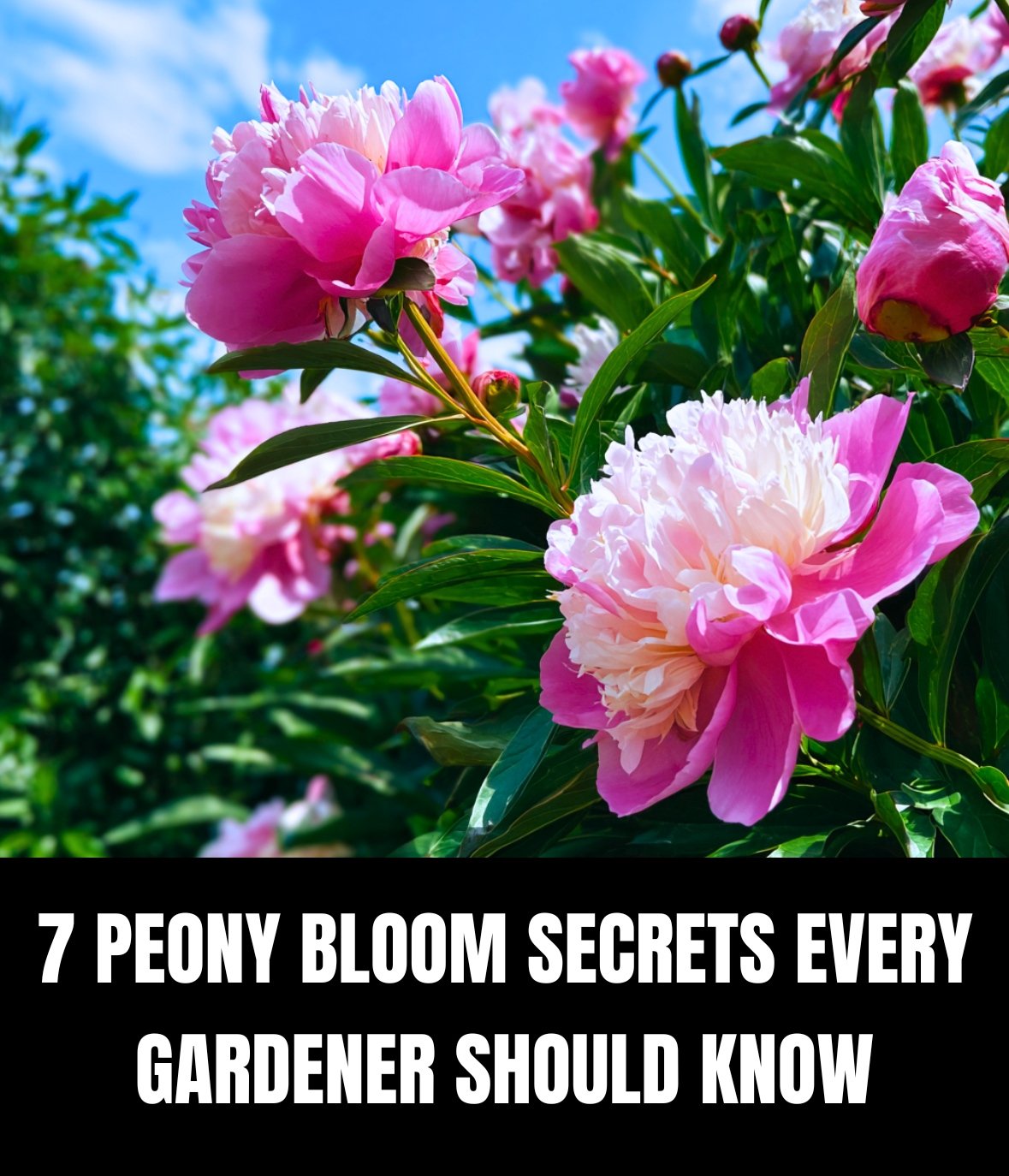 How to Keep Your Peonies Perfect and Blooming Longer